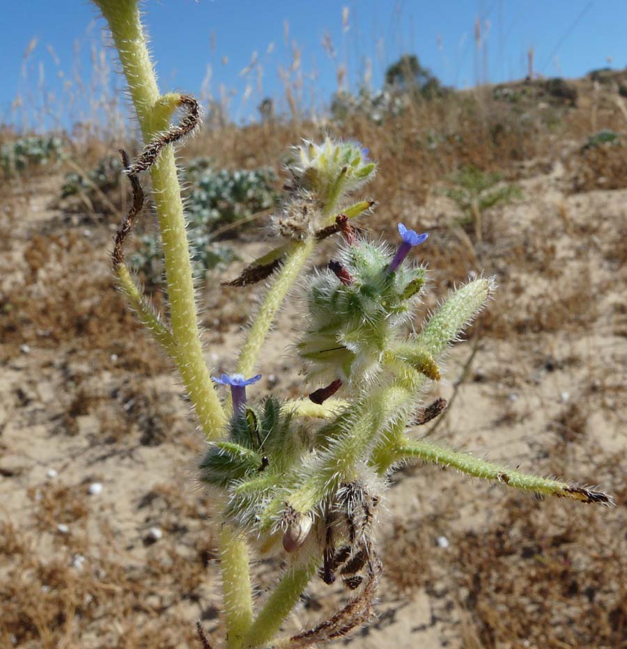 Hormuzakia aggregata (=Anchusa aggregata)/Buglossa siciliana